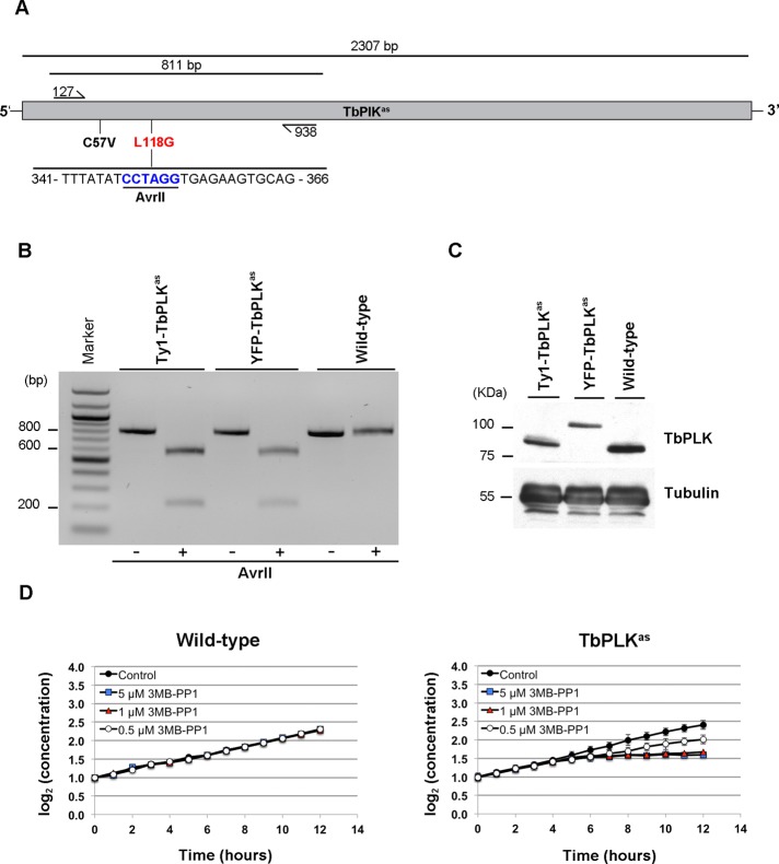 FIGURE 1: