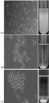 FIG. 2.