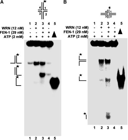 Figure 10.