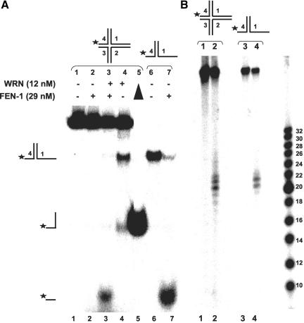 Figure 11.