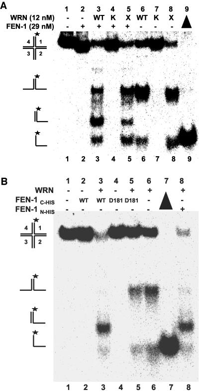 Figure 7.