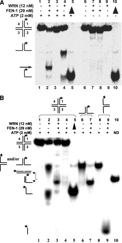 Figure 5.