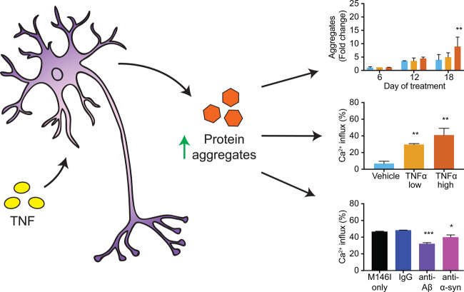 Graphical Abstract