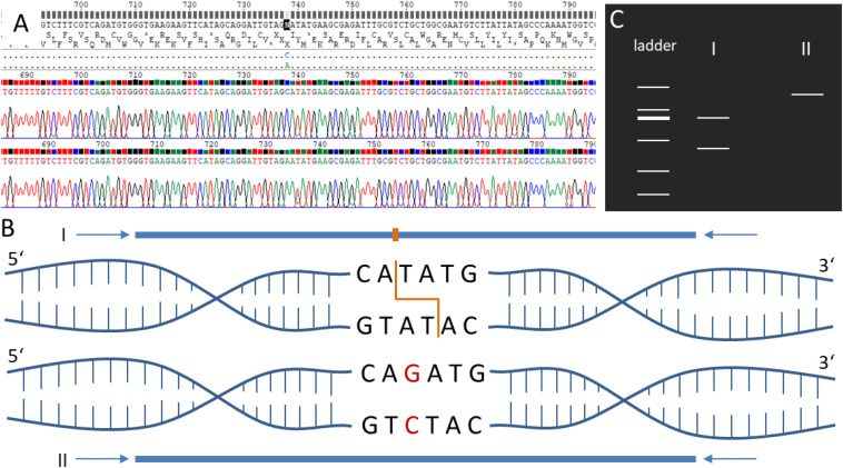 FIGURE 6