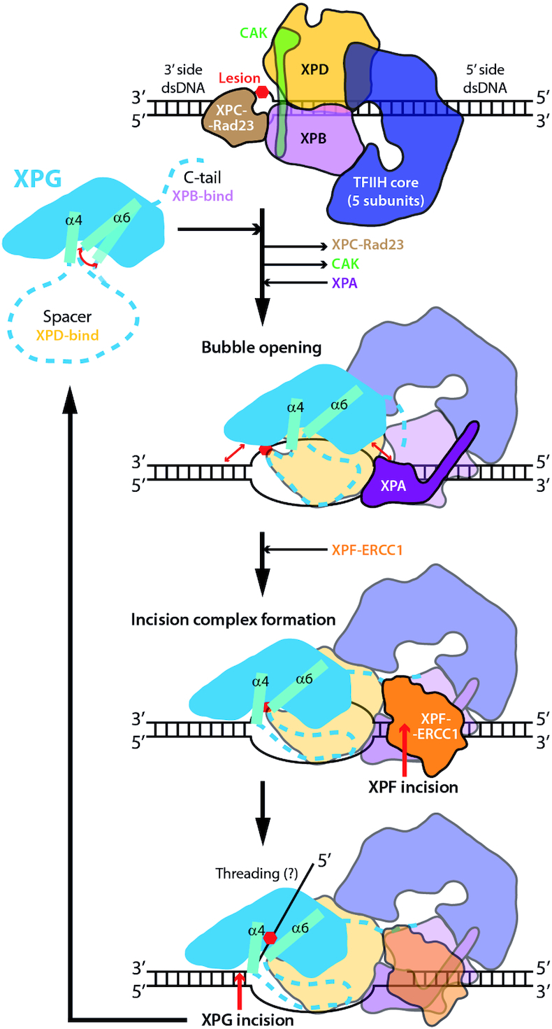 Figure 7.