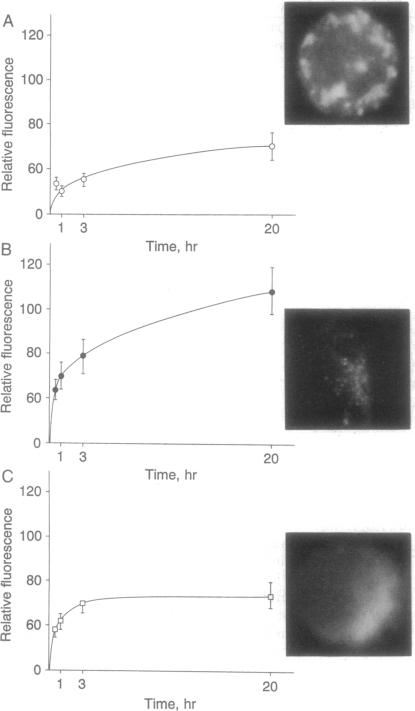 graphic file with name pnas01139-0123-a.jpg