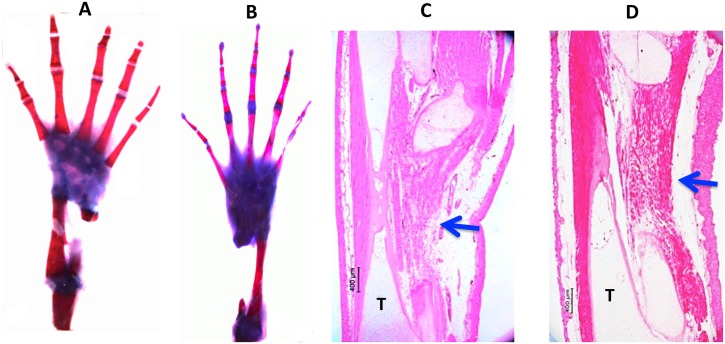 Fig 4