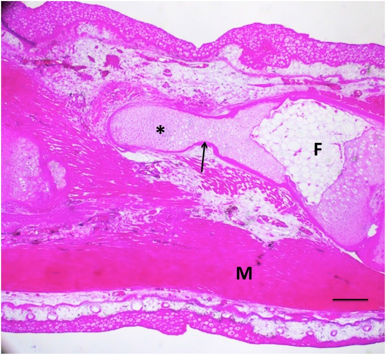 Fig 12