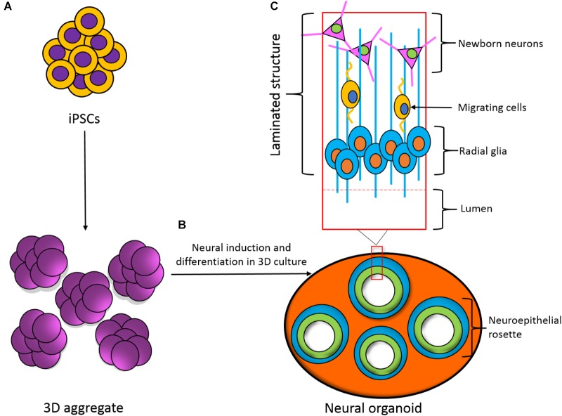 FIGURE 3