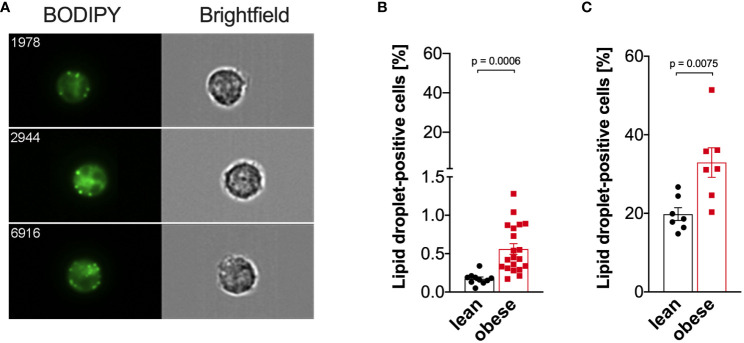 Figure 7