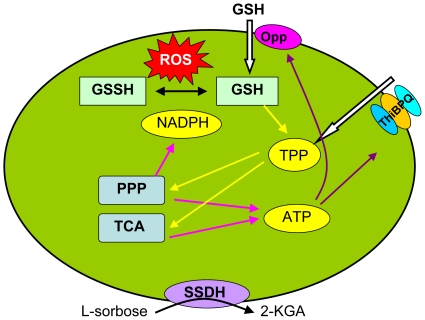 Figure 11