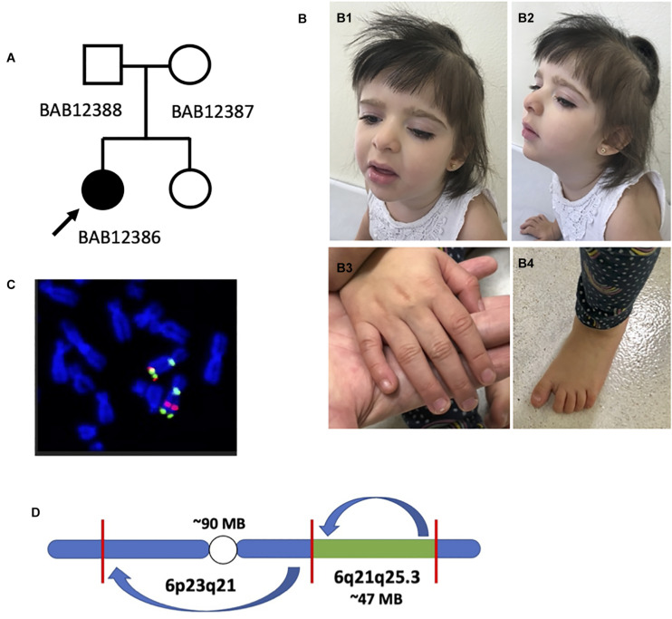 FIGURE 1