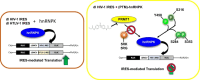 Graphical Abstract