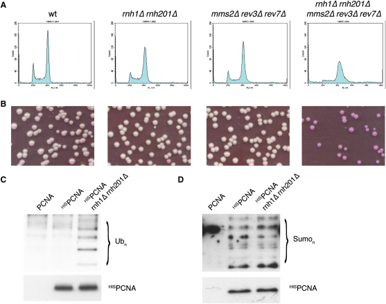 Figure 5