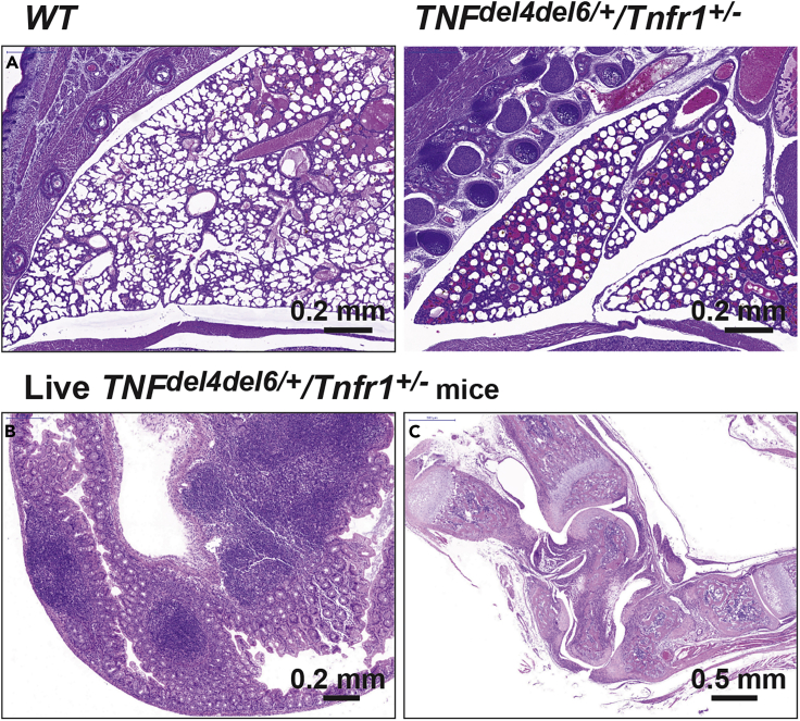 Figure 4