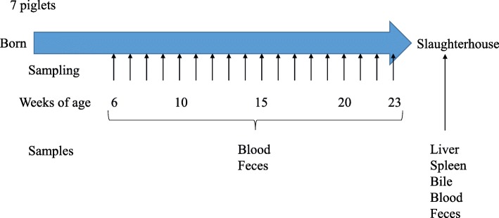 Fig. 6