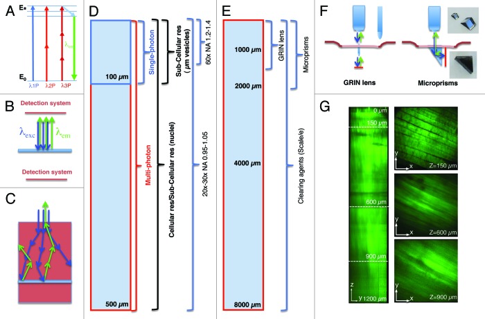 graphic file with name bioa-2-143-g1.jpg