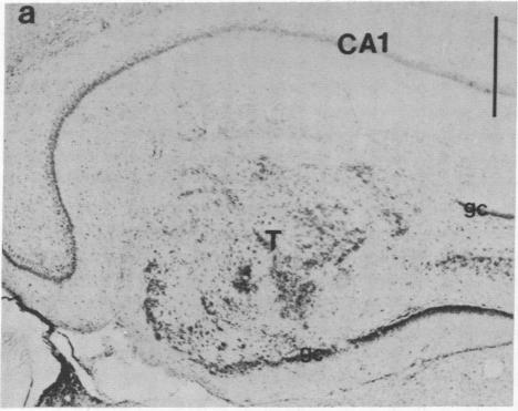 graphic file with name pnas00302-0568-b.jpg