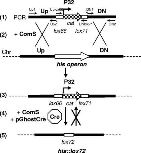 FIG. 2.