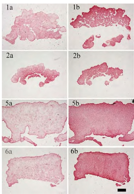 Fig. (5)