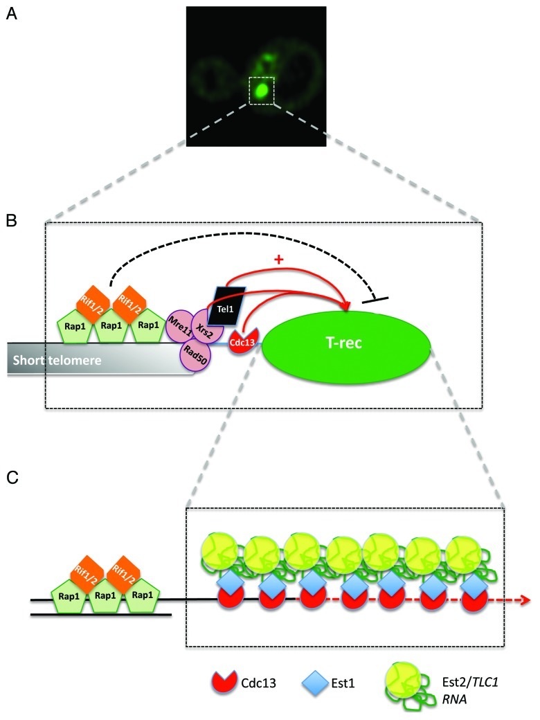 graphic file with name rna-9-1139-g1.jpg