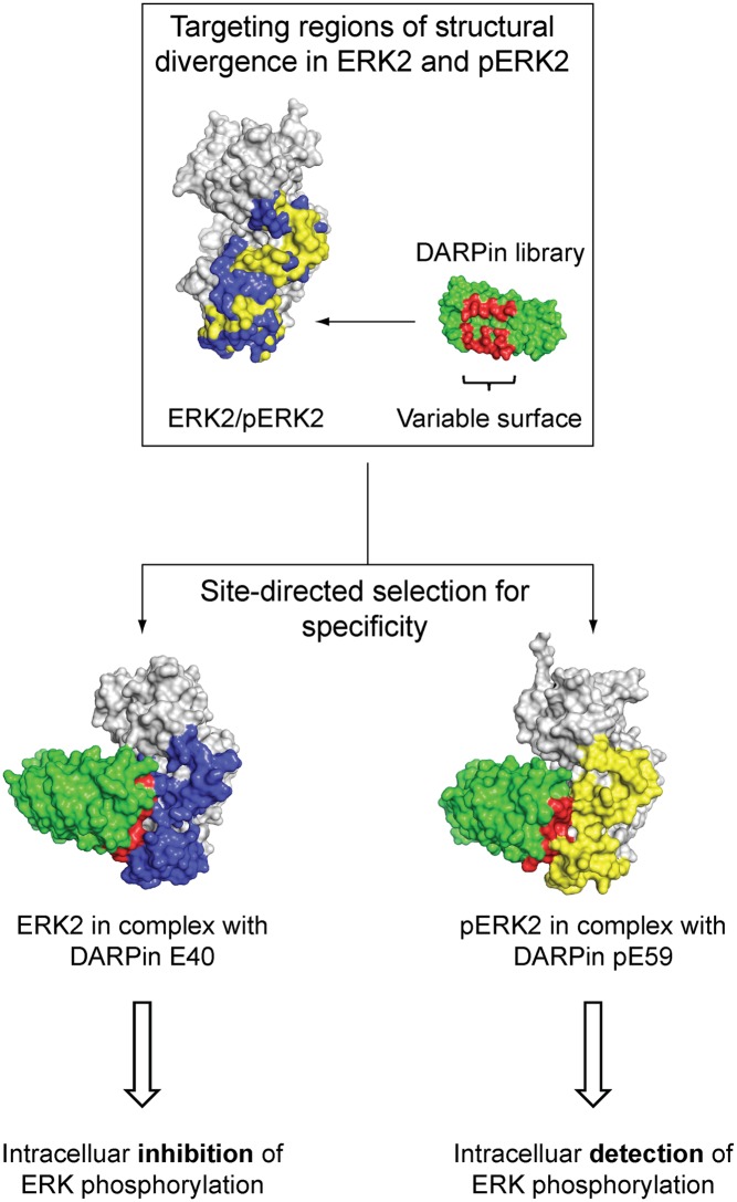 Fig. P1.