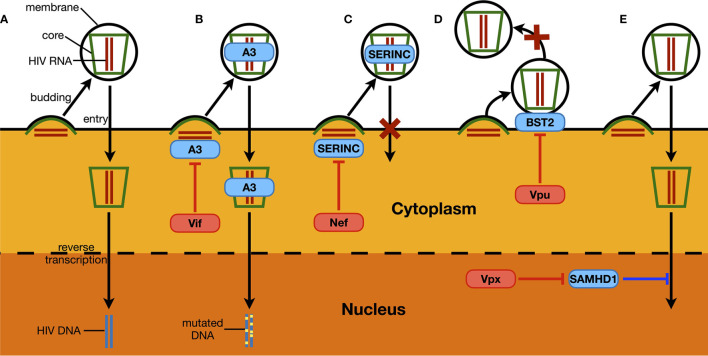 Figure 3