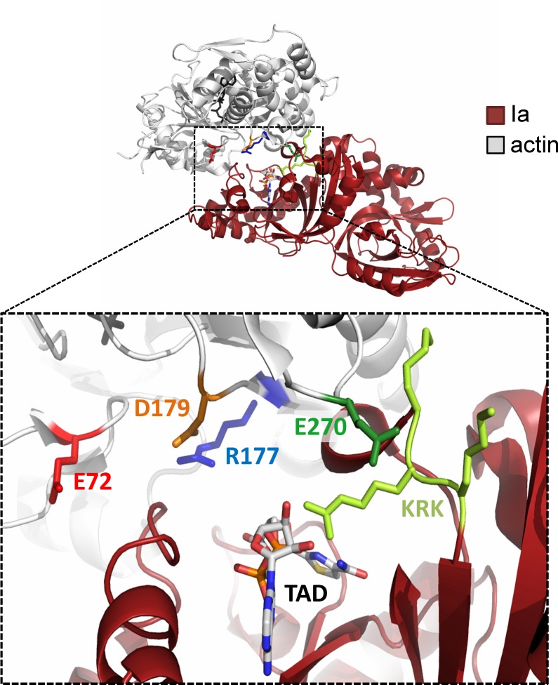 Fig 1