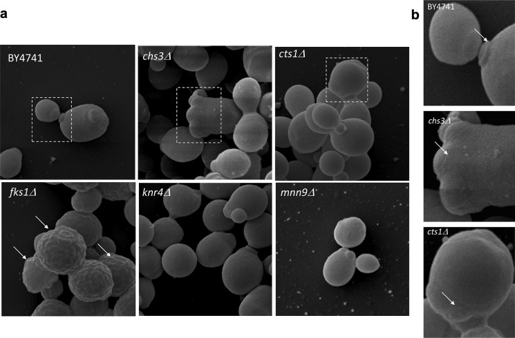 Fig. 4