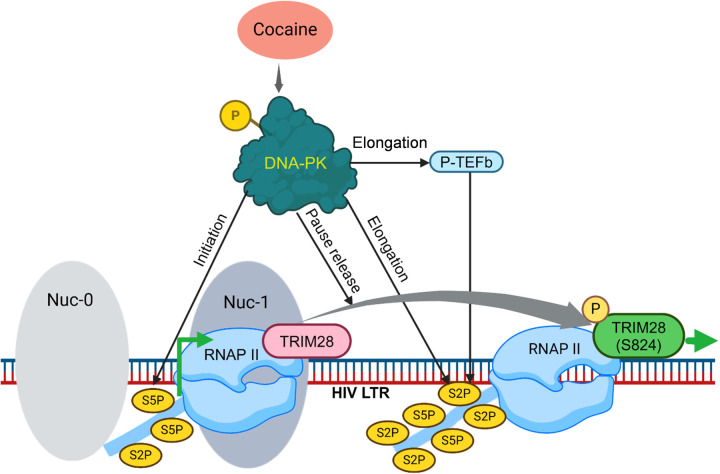 Figure 11: