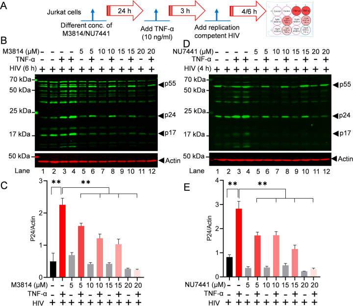 Figure 4: