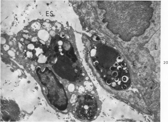 Fig. 20