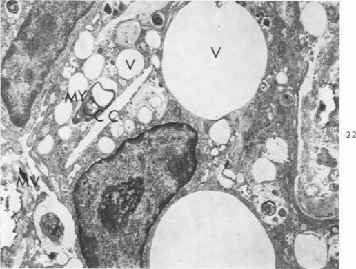 Fig. 22