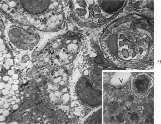 Fig. 21