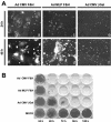 FIG. 2.