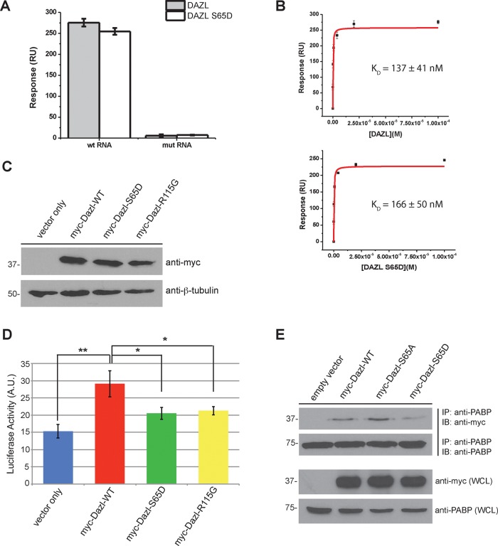 FIGURE 3: