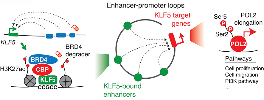 Figure 6: