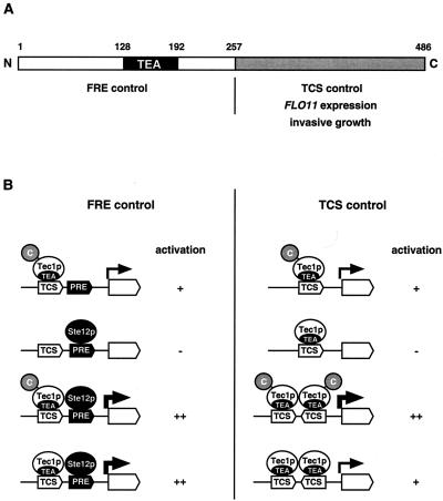 FIG. 8.