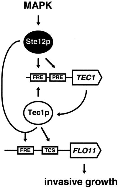 FIG. 9.