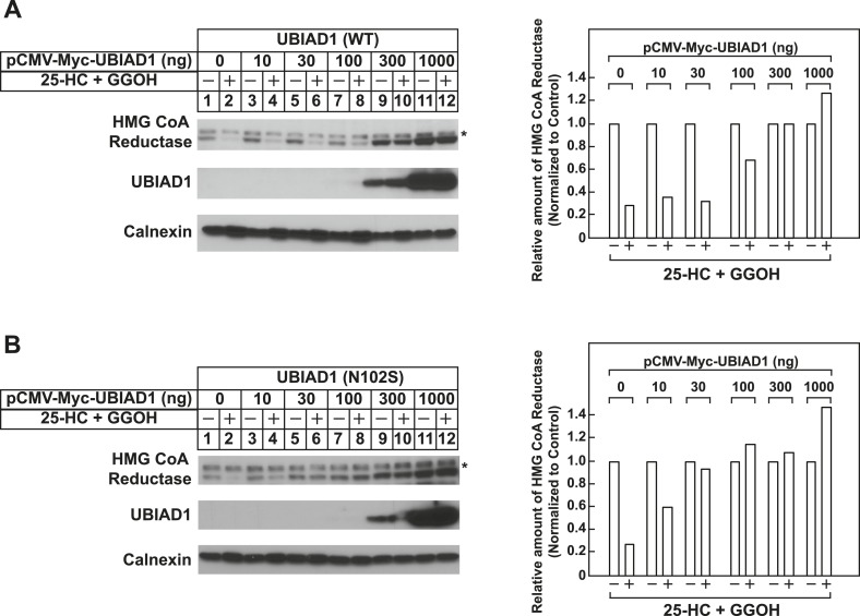 Figure 7—figure supplement 1.