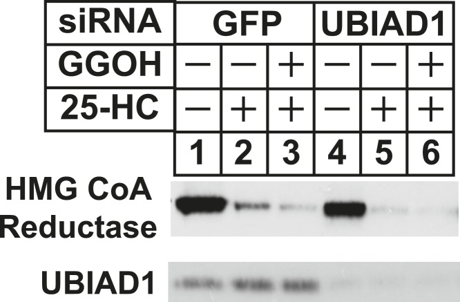 Figure 6—figure supplement 1.