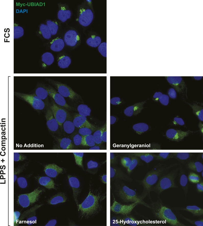 Figure 5—figure supplement 3.