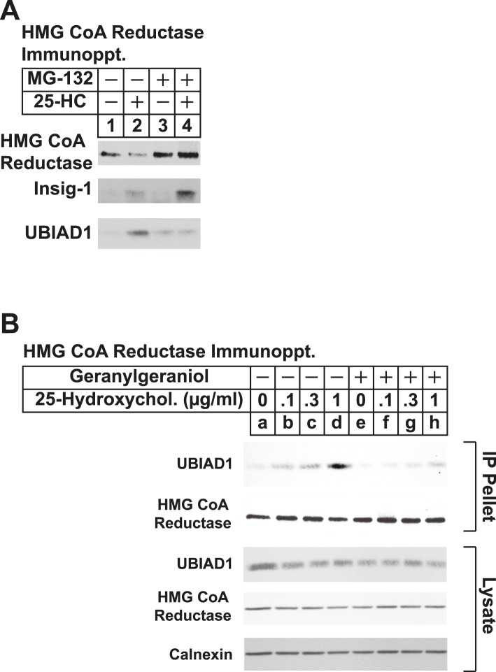 Figure 5—figure supplement 1.