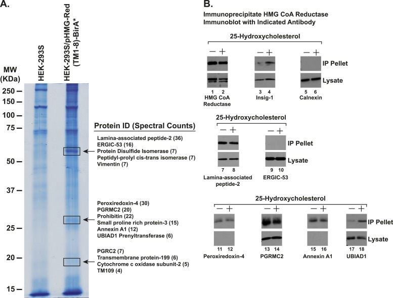 Figure 3—figure supplement 1.