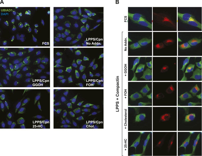 Figure 5—figure supplement 2.