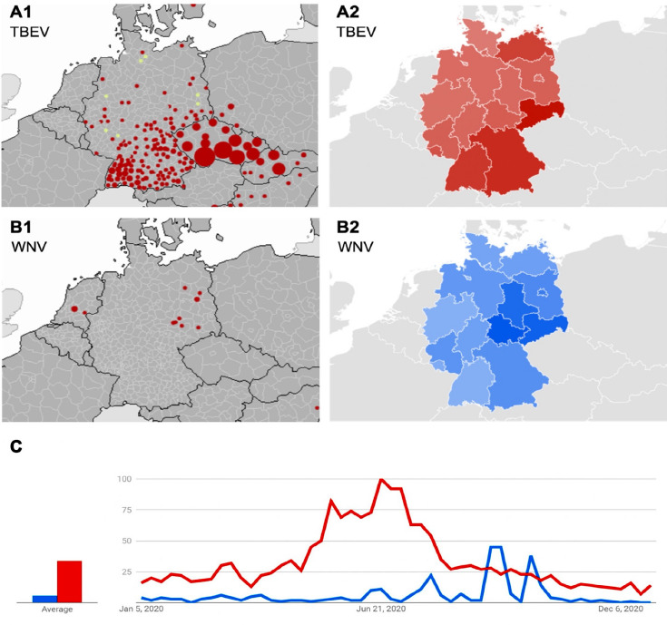 Red dots mark regions that report one or more locally acquired confirmed cases of TBEV (A1) and WNV (B1), with larger dot sizes representing a higher number of cases. Green dots mark regions that report zero cases. Public interest in TBEV infections is higher in federal German states located in the South-East of the country (A2), while public interest in WNV infections is higher in Eastern German states (B2, Tab. IV). (C) Comparison of weekly public interest in TBEV (red) and WNV (blue) infections over the course of 2020. Maps and plots were created using the ECDC Surveillance Atlas of Infectious Diseases database (A1, B1) and the Google Trends platform (A2, B2, C).