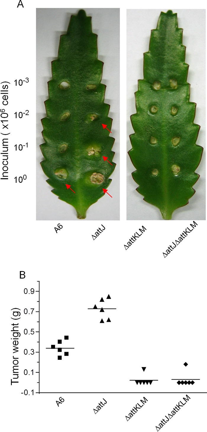 FIG 7