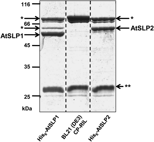 Figure 7.