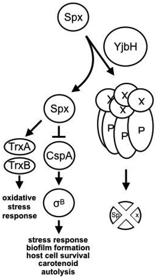 Figure 12: