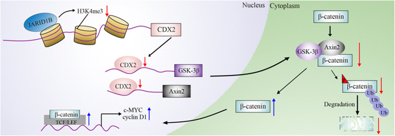 JARID1B promotes colorectal cancer proliferation and Wnt/β-catenin ...